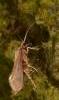 331894 – Photo : Gennaro Coppa – France (08)